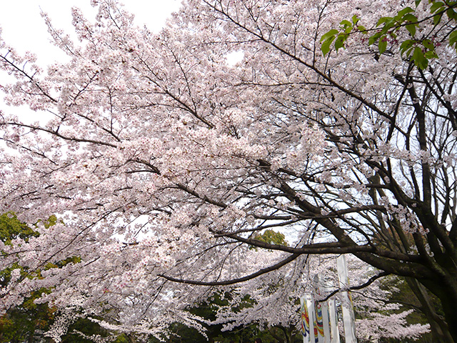 平塚総合公園の桜